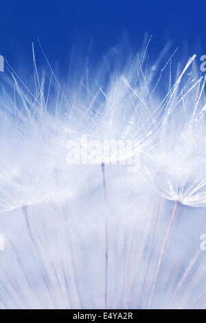 Macro del dente di Leone Foto Stock