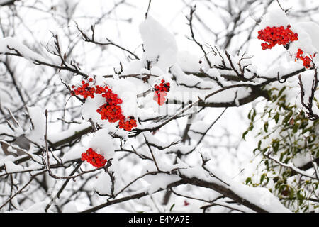 Ramo di ashberry rosso in inverno sotto la neve Foto Stock