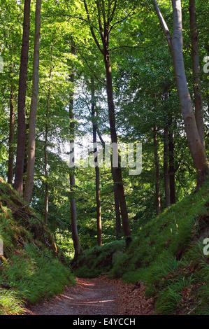 Foresta di faggio Rugia Germania Foto Stock