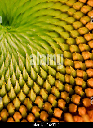 macro del girasole Foto Stock