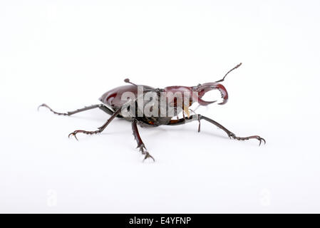 Beetle cervi su sfondo bianco Foto Stock