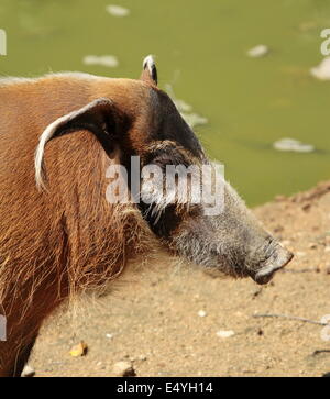 Red River porco o potamochoerus ritratto Foto Stock