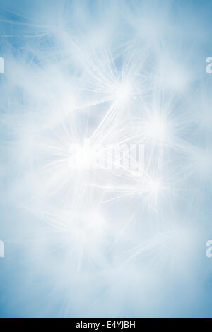 macro del dente di Leone Foto Stock