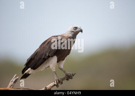 A testa grigia Aquila pesce (Ichthyophaga ichthyaetus) a yala NP, Sri lanka. Foto Stock