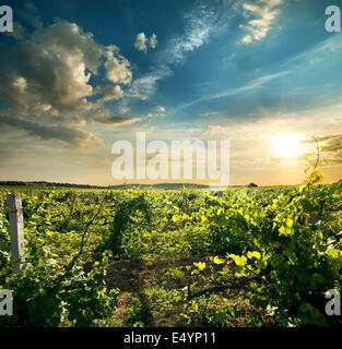 Uva verde campo nel sole di sera Foto Stock