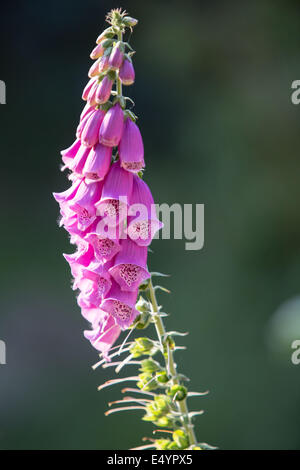 Foxglove (Digitalis purpurea) retroilluminazione Foto Stock