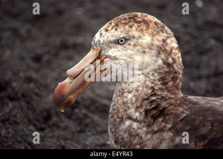 Skua, Georgia del Sud Foto Stock