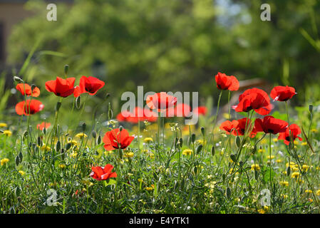 Fiori di papavero in Atene, Grecia Foto Stock