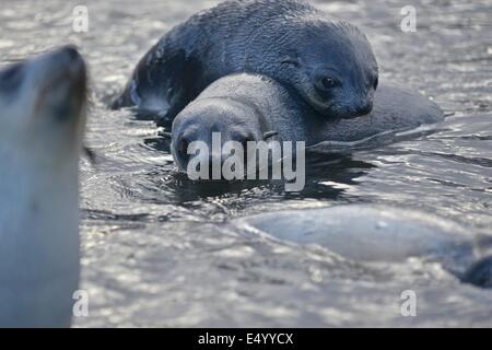 Antartico pelliccia sigillo (Arctocephalus gazella). Stromness Bay nel sud della Georgia. Foto Stock