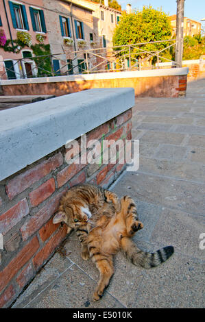 Venezia Italia cat sulla strada Foto Stock