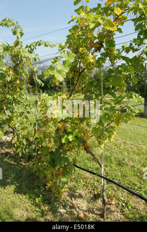 Grape Vine Foto Stock
