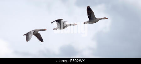 Un fotomontaggio di tre colpi di un flying Graylag Goose per illustrare la configurazione di volo, Titchwell RSPB Riserva, Norfolk, Regno Unito. Foto Stock