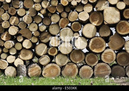 Tagliare i ceppi di legno Foto Stock