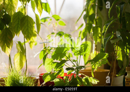 Vasi di piante verdi sul davanzale interno Foto Stock