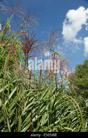 Silvergrass cinese Foto Stock