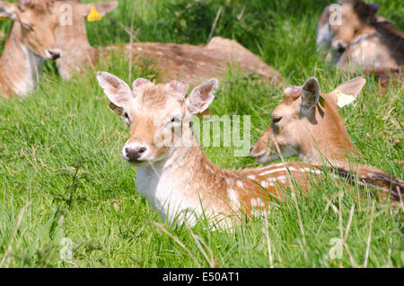 Deer in appoggio in erba lunga su una calda e soleggiata giornata d'estate. Foto Stock