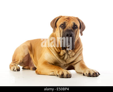 South African mastiff Foto Stock