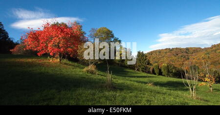 Da solo red autumn tree Foto Stock