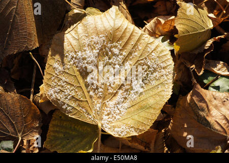 Grandi lasciava in calce Foto Stock