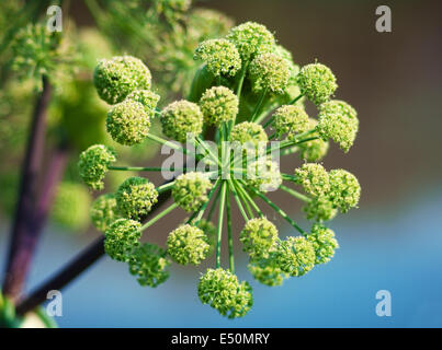 Piano di Angelica. Close-up Foto Stock