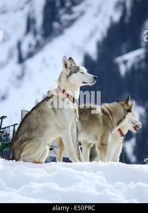 Siberian Husky cani in appoggio Foto Stock