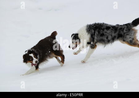 Australian shepherds giocare nella neve Foto Stock