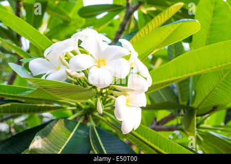 Plumeria o Frangipani flower su foglie verdi sullo sfondo Foto Stock