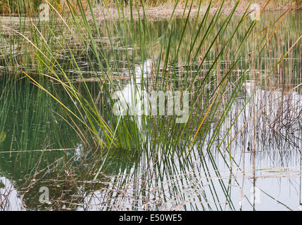 Canne sul lago. Foto Stock