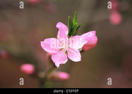 Peach blossom in primavera Foto Stock