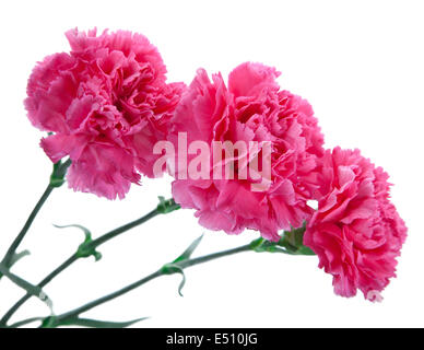 Tre garofani rosa Foto Stock