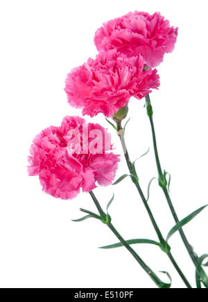 Tre garofani rosa Foto Stock