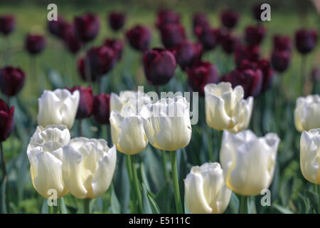 Tulipani bianco closeup in primavera Foto Stock