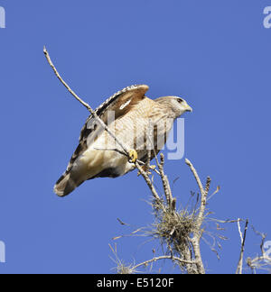 Broad-Winged Hawk Foto Stock