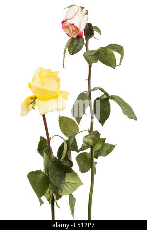 due rose asciutte Foto Stock