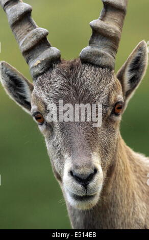 Wild alpine ibex - stambecco ritratto Foto Stock