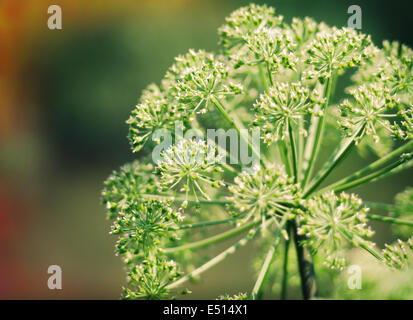 Piano di Angelica. Close-up Foto Stock