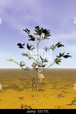 Pianta di cotone - 3D render Foto Stock