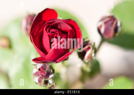 Fioritura di rose rosse in giardino Foto Stock