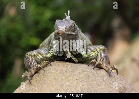 Geco su una pietra Foto Stock