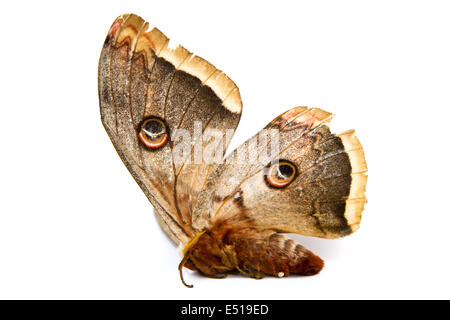 Bella seta gigante moth butterfly Foto Stock