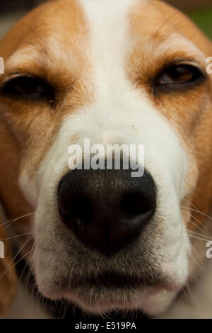 Faccia Beagle Close-up Foto Stock