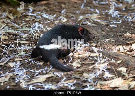 Tigre della Tasmania Foto Stock