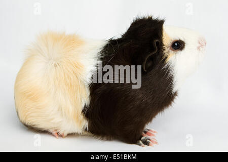 La cavia isolati su sfondo bianco Foto Stock