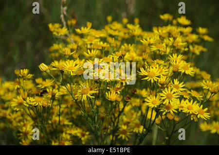 Erba di San Giacomo Foto Stock