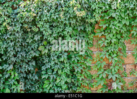 foglie Foto Stock