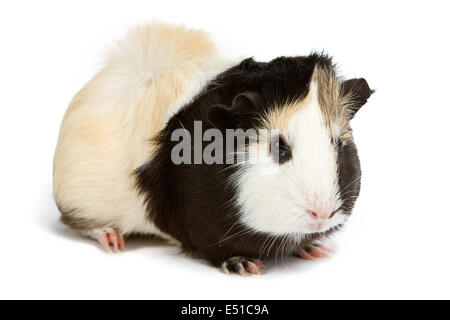 La cavia isolati su sfondo bianco Foto Stock