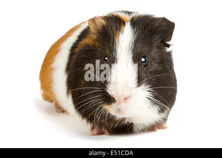 La cavia piccoli roditori pet Foto Stock