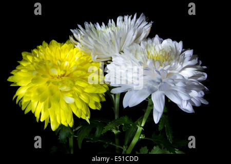 Bouquet da tre bellissime crisantemo Foto Stock