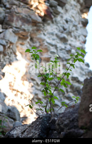 Rovine del Castello in Transcarpazia Foto Stock