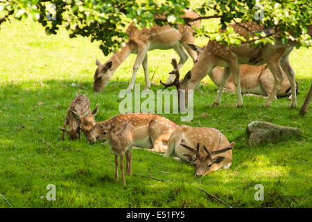 Un allevamento di daini nel selvaggio Foto Stock